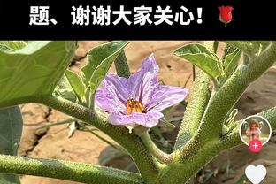 断电！黄蜂第三节8分钟仅依靠对手防守三秒罚球拿到1分